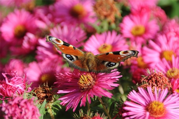 颓废的句子110句