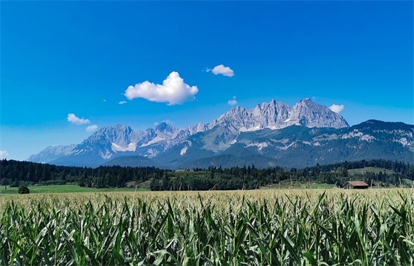 感恩节的经典语录30条