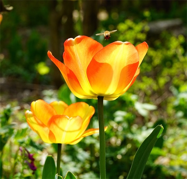 描写平安夜的句子