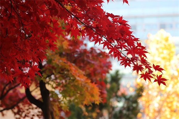 描写睡美人的句子