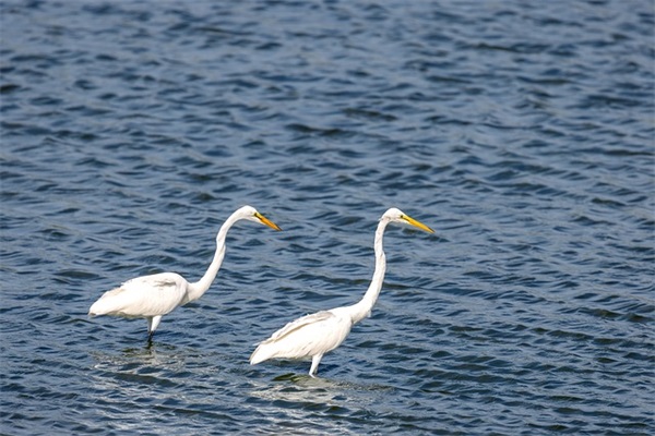 凄美的古风句子繁体版 凄美的古风句子