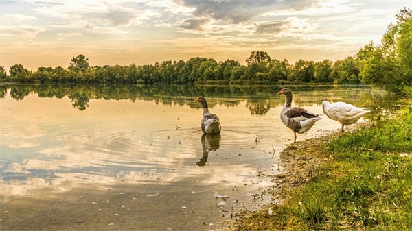 关于情人节的句子100句
