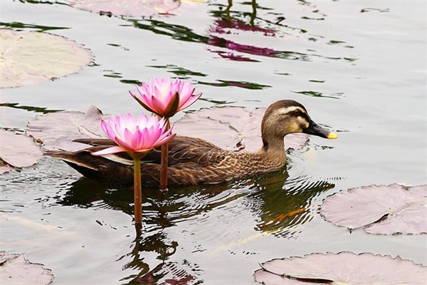 四字网名古风诗意高冷