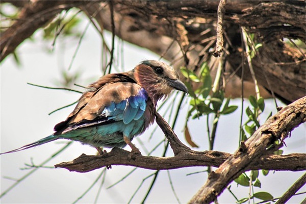 关于悼念母亲去世的句子200句