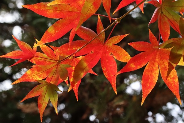 6.1儿童节说说-50句