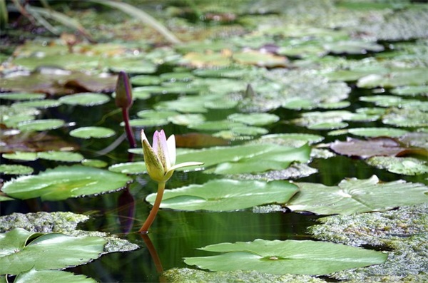 奇妙的缘分让我们相遇的句子文案摘录(40句)