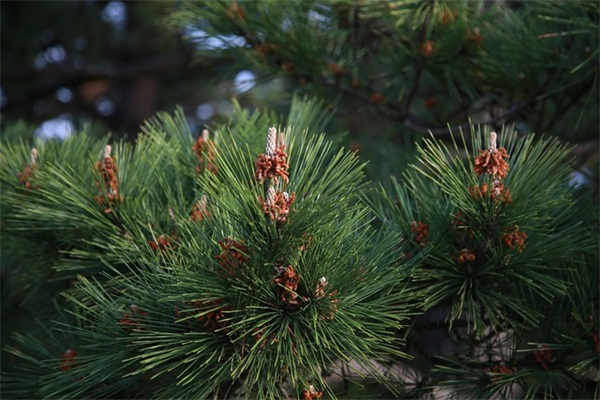 积极温柔浪漫的文案