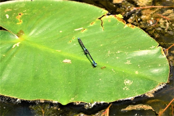 征地补偿申请书范文