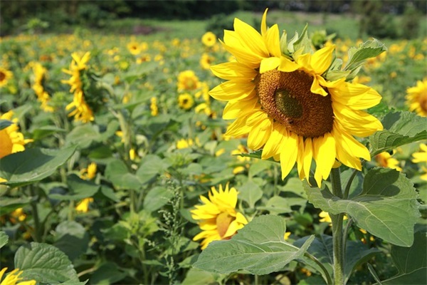 一年级演讲稿范文大全