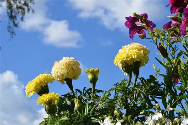 撤销处分申请书范文