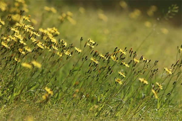 宅基地申请书范文