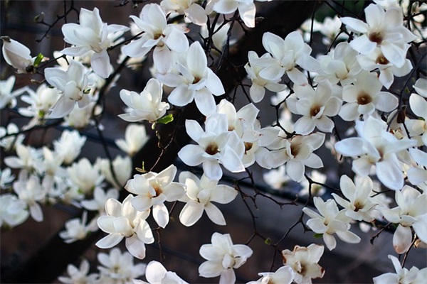 感动到哭的七夕表白句子