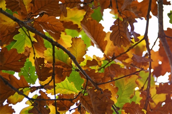 描写人心理的句子53句