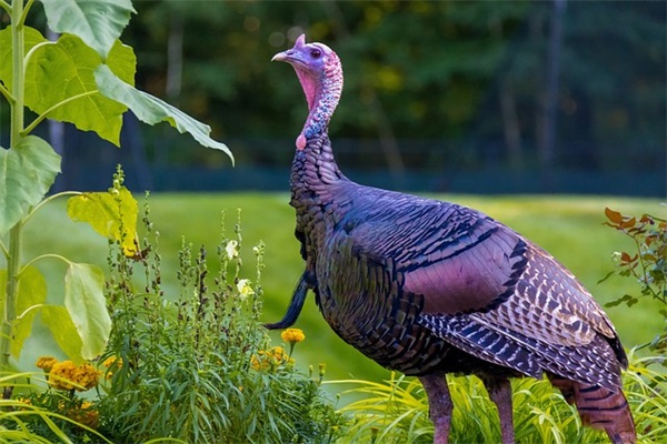 人独立坚强的励志句子