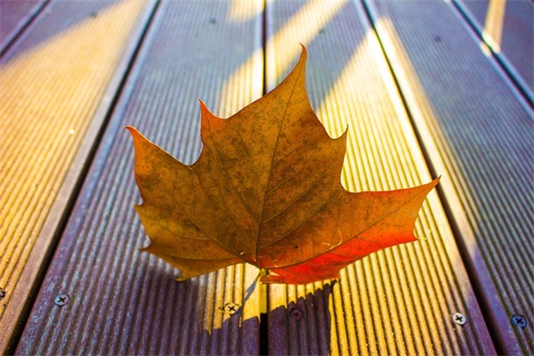 描写相思的句子有哪些