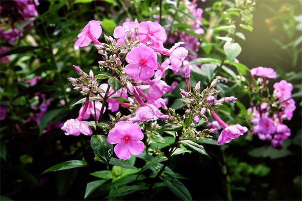 爱心公益的正能量句子 公益爱心传递正能量句