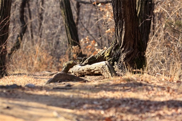 表达很累却假装坚强的伤感句子