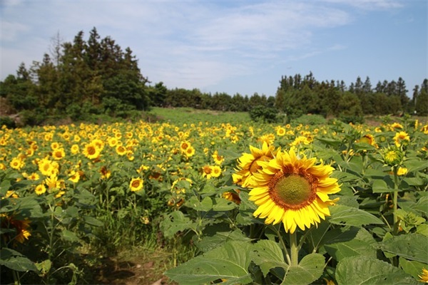形容失眠的句子大全