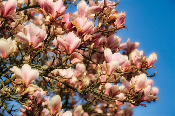 父亲节的句子怎么写 父亲节的句子