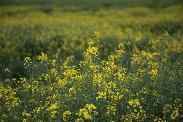 关于真爱的句子