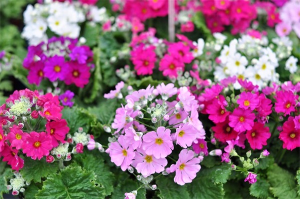 女人净化心灵禅语 禅修养心的句子