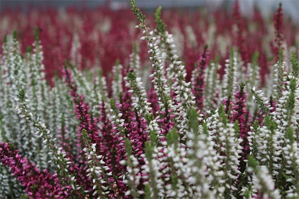 关于过生日的文案句子