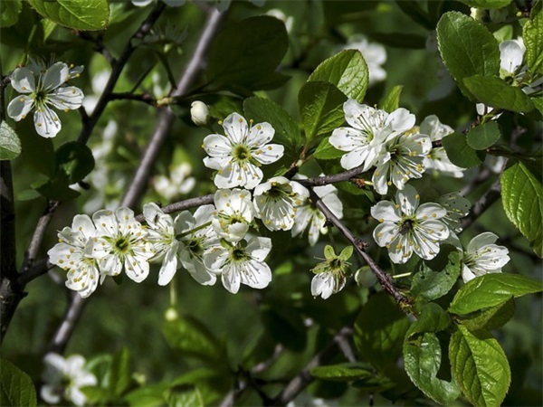 献给母亲的优美句子精选106句