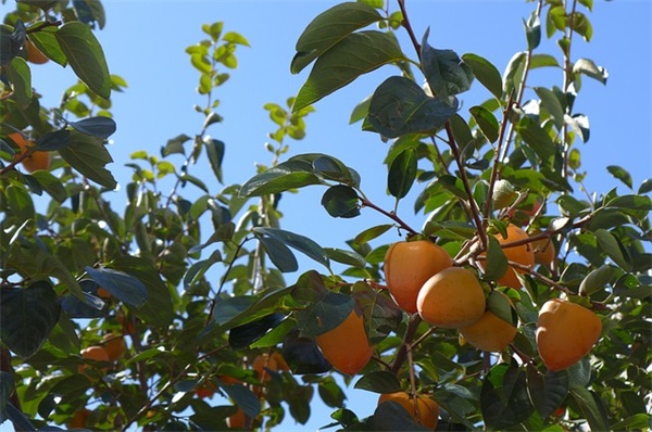 希望孩子健康的句子(精选158句)