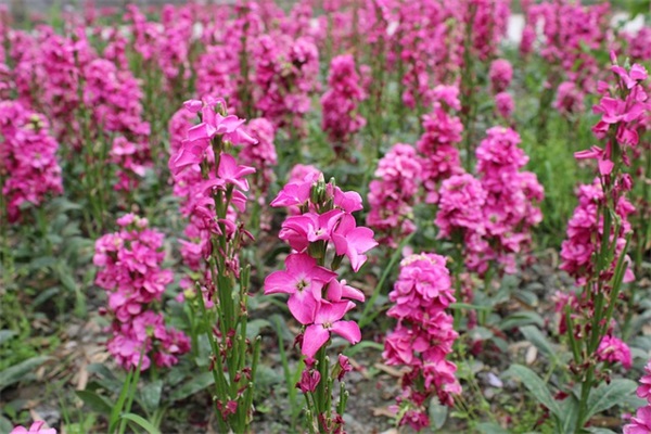 关于思乡的句子66句