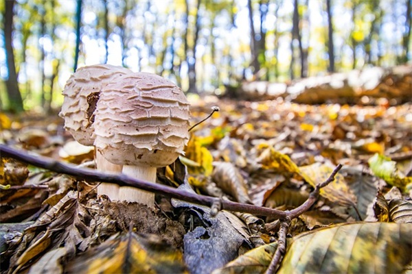 几月出生最有佛缘 报恩的孩子几月出生