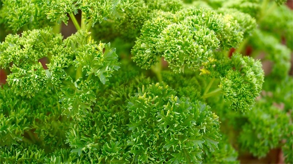 最可靠的二种道家发财术 道教发财手法决