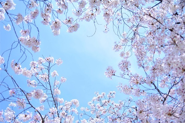 九月九是仙家什么日子 九月九什么日子是仙家大节吗