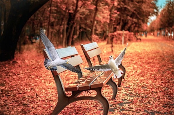 白羊座女生最喜欢的生日礼物排行榜 白羊座女孩喜欢什么生日礼物