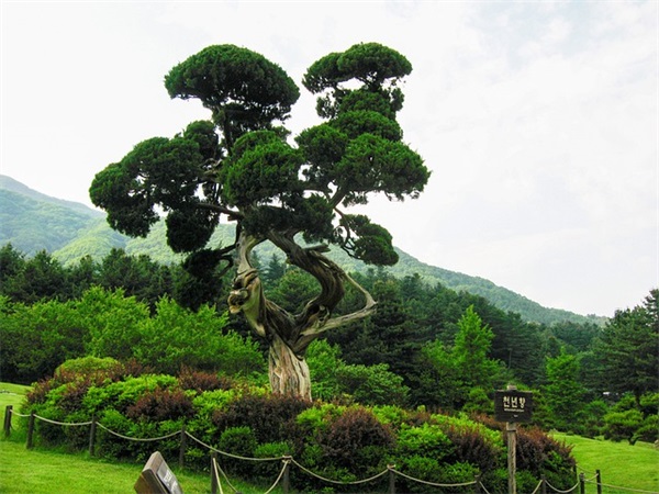 萨琪玛及沙琪玛怎么做？