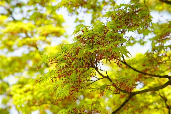 现在汽车修理行业未来发展行情怎么样？