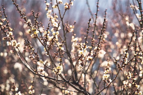 梦见坟墓着火有什么预兆 梦见坟墓上起火是什么意思