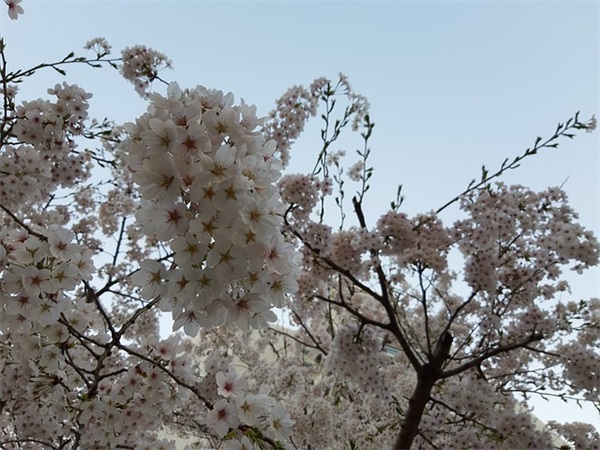 桂花糖怎么 *** ？桂花糖的 *** 和步骤是什么？