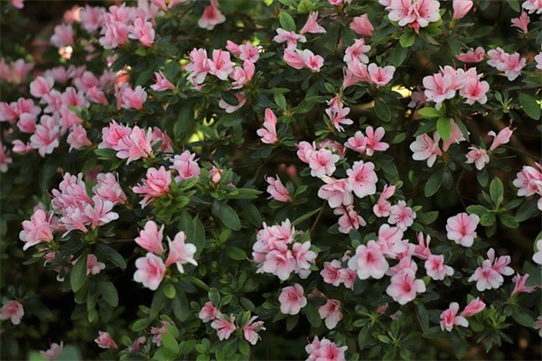 豆饼吧是怎么样的一个网站？