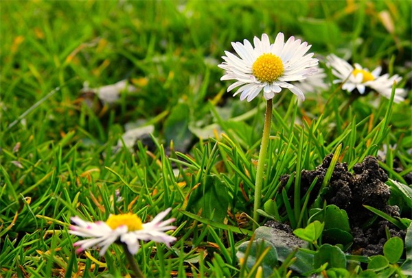 宋祖英素颜是怎么样的？