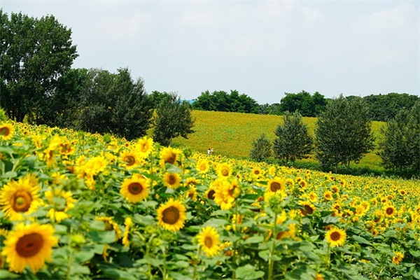 糖豆广场舞是什么？糖豆广场舞怎么下载？