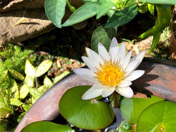 怎么做家常土豆泥，简单又好吃？