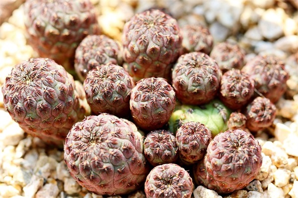 蕉岭二手房网怎么样？值得信赖吗？