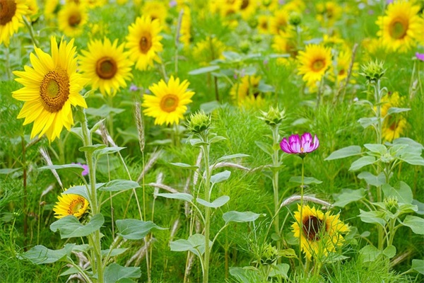 极乐净土舞蹈教学是怎么样的？