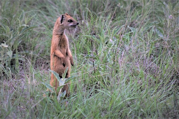 怎么炖鱼好吃又简单？| 炖鱼 | 鲤鱼