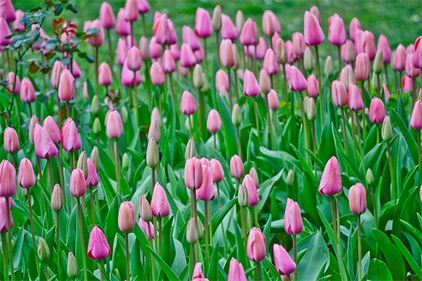 莲雾怎么吃？有哪些吃法？