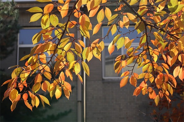 家常炖鸡怎么炖？料酒可以用味达美来代替吗