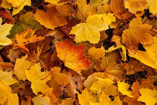 紫菜汤怎么做才好喝？紫菜汤怎么做才好喝视频？