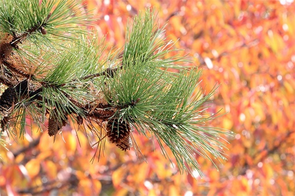 梦见洗头发掉头发有什么征兆 梦见洗头掉发预示什么?