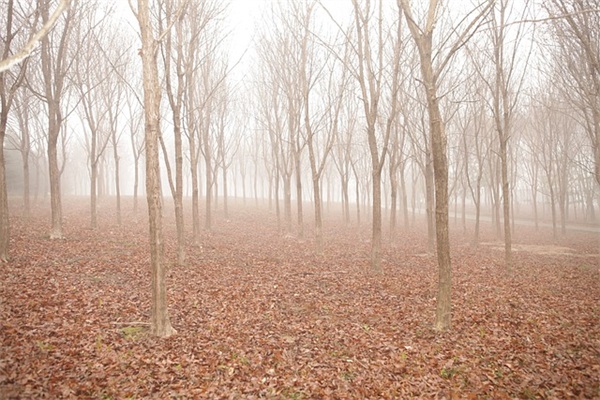 黑芝麻怎么吃治白发？