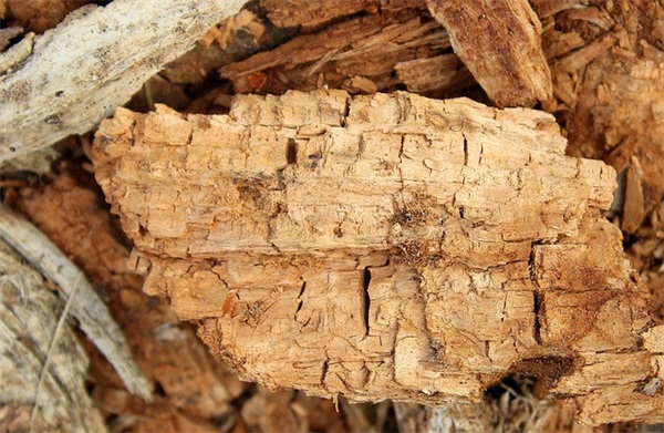 青岛东方剑桥是什么学校，怎么样？